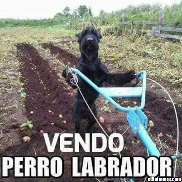 Vendo perro