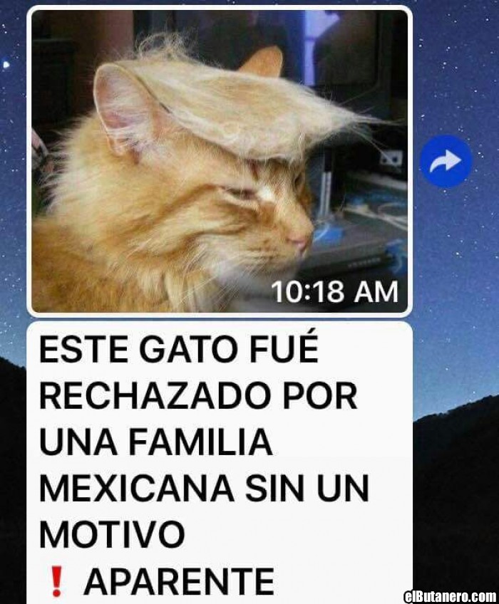 El gato rechazado