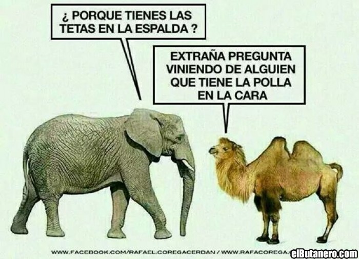 Elefantes y camellos