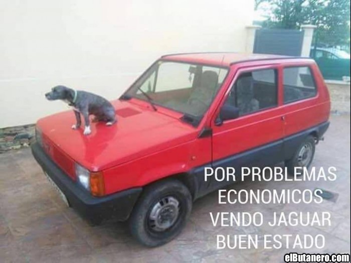 Vendo Jaguar