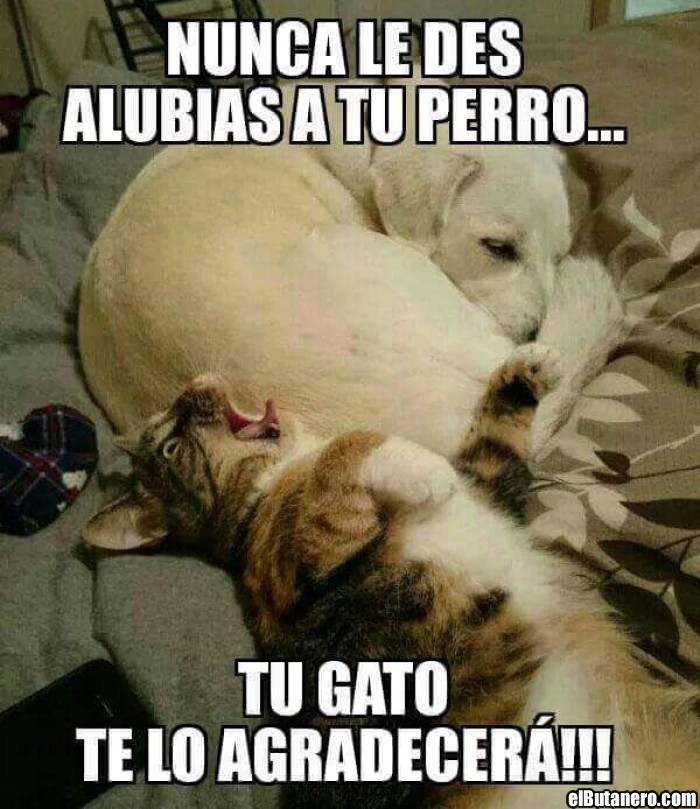 Nunca le des alubias a tu perro