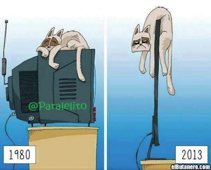 El gato en 1980 y en 2013