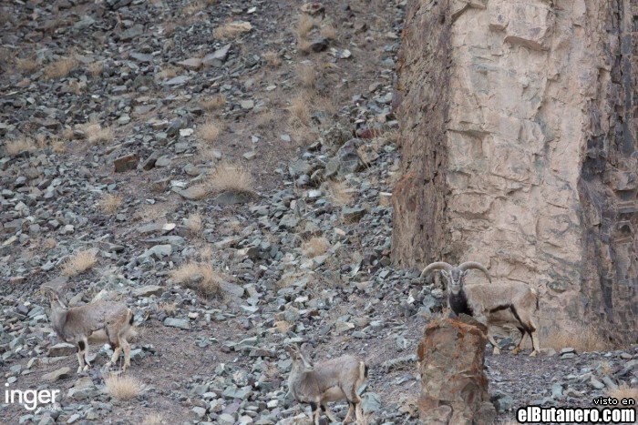 Encuentra al leopardo!