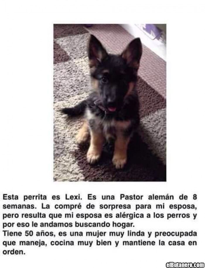 Mi perrita Lexi